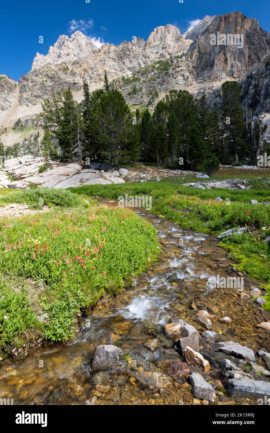 A small creek flowing past Indian paintbrush wildflowers toward the Grand Teton in the South Fork of Cascade Canyon. Grand Teton National Park, Wyomin Stock Photo