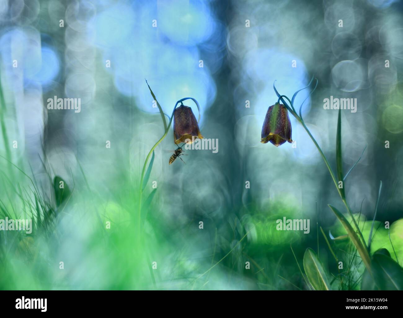 Soft focus of wild wasp flying near flower of fritillaria pyrenaica plant on =summer day in woodland Stock Photo