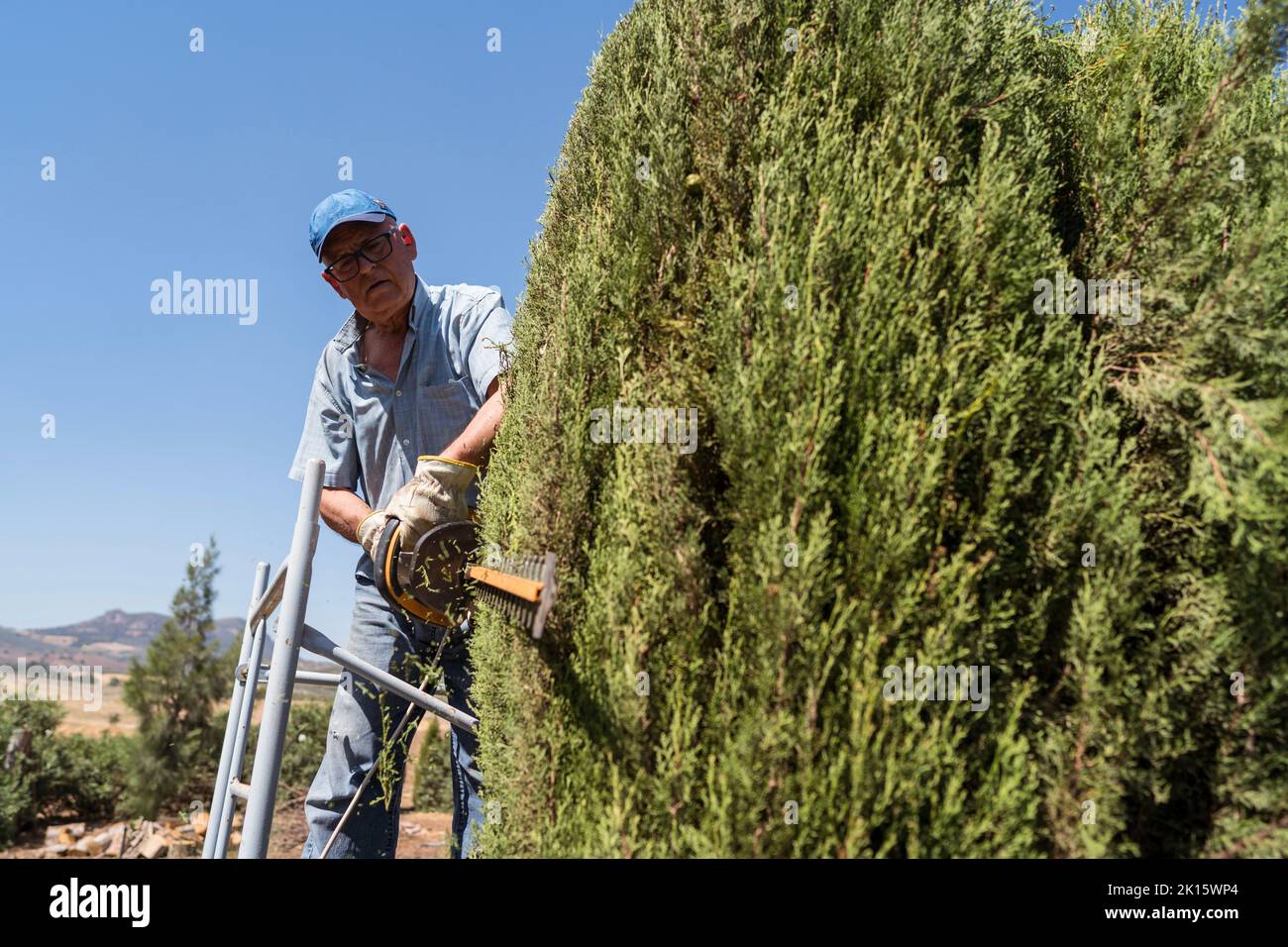 Senior male gardener in casual clothes using electric hedge trimmer while standing on scaffolding and pruning green thuja trees during work against cl Stock Photo