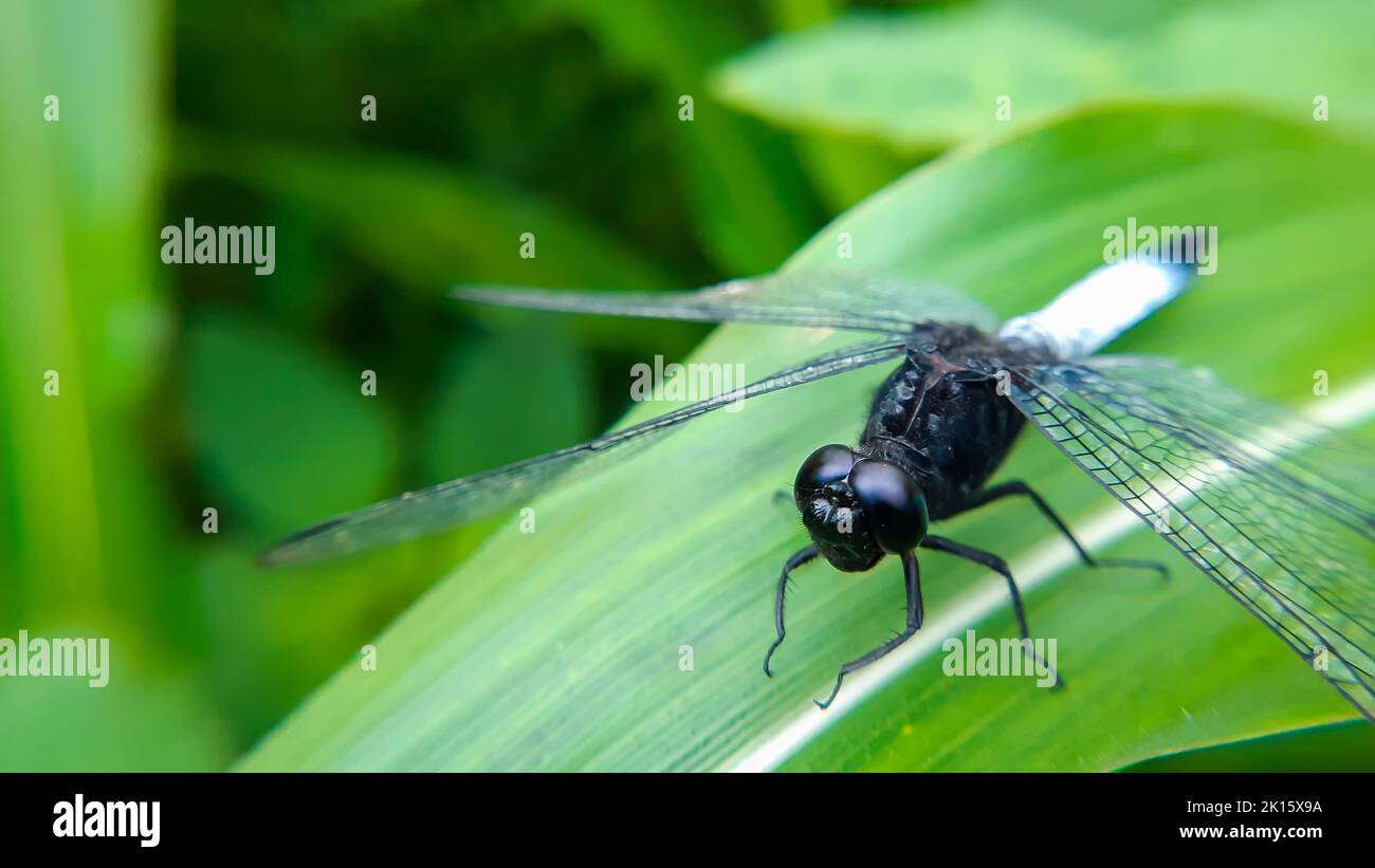 A closeup shot of a Orthetrum triangulare on a green leaf Stock Photo