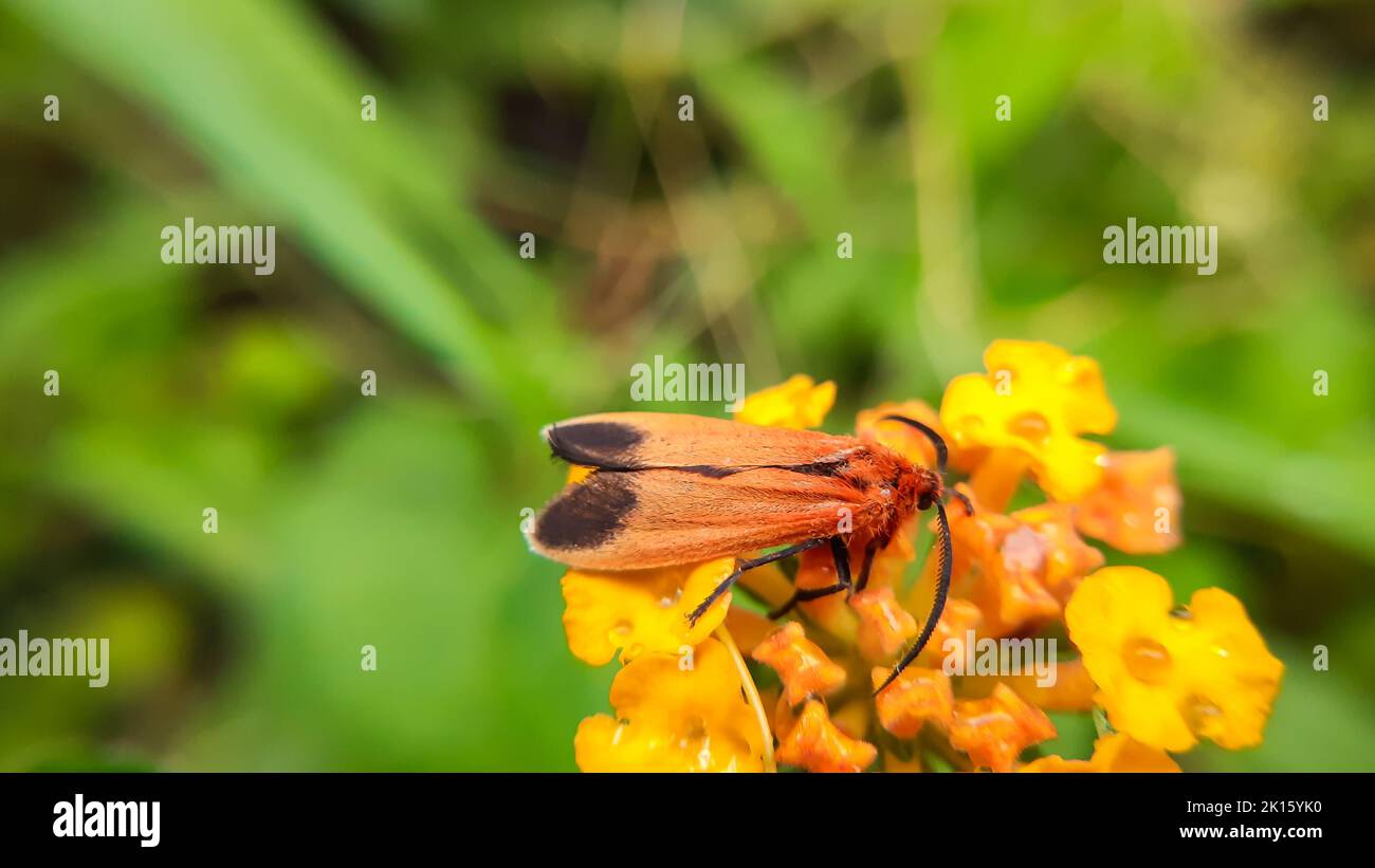 Orange and black moth hi-res stock photography and images - Alamy