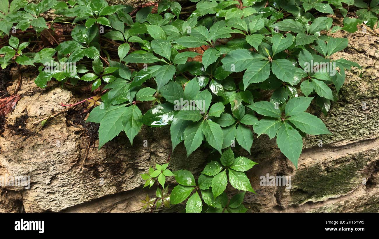 A mosaic of leaves of Virginia creeper on the rocks Stock Photo Alamy