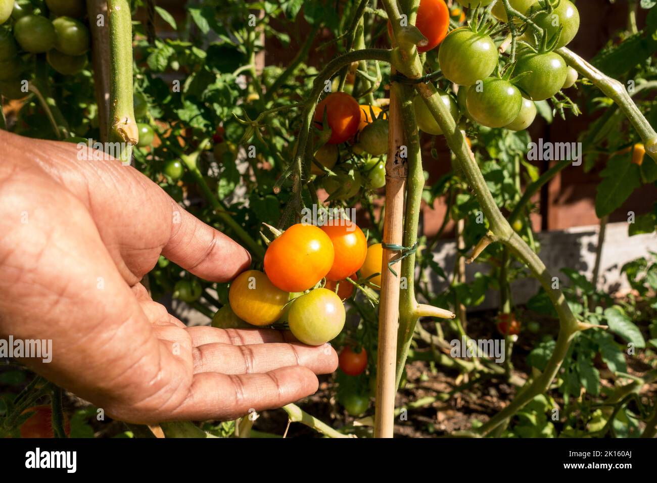 Adult male checking the tomatoes on plants supported with bamboo canes Stock Photo