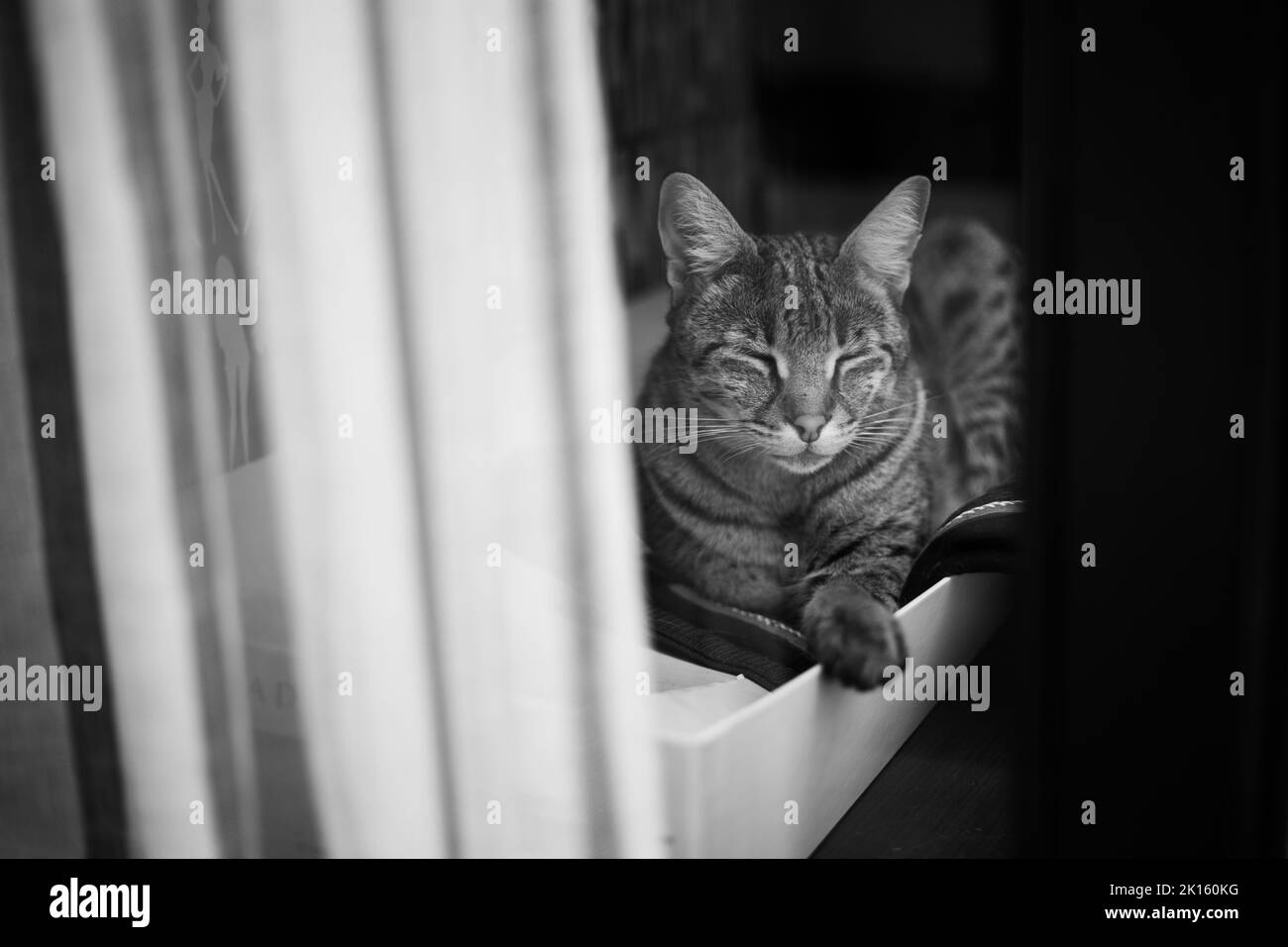 Savannah cat sits on a pedestal pillow against a background of greenery Stock Photo