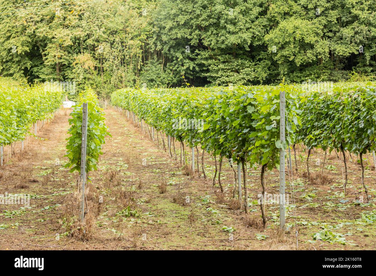 rows of green grape vines commercial harvest Stock Photo - Alamy