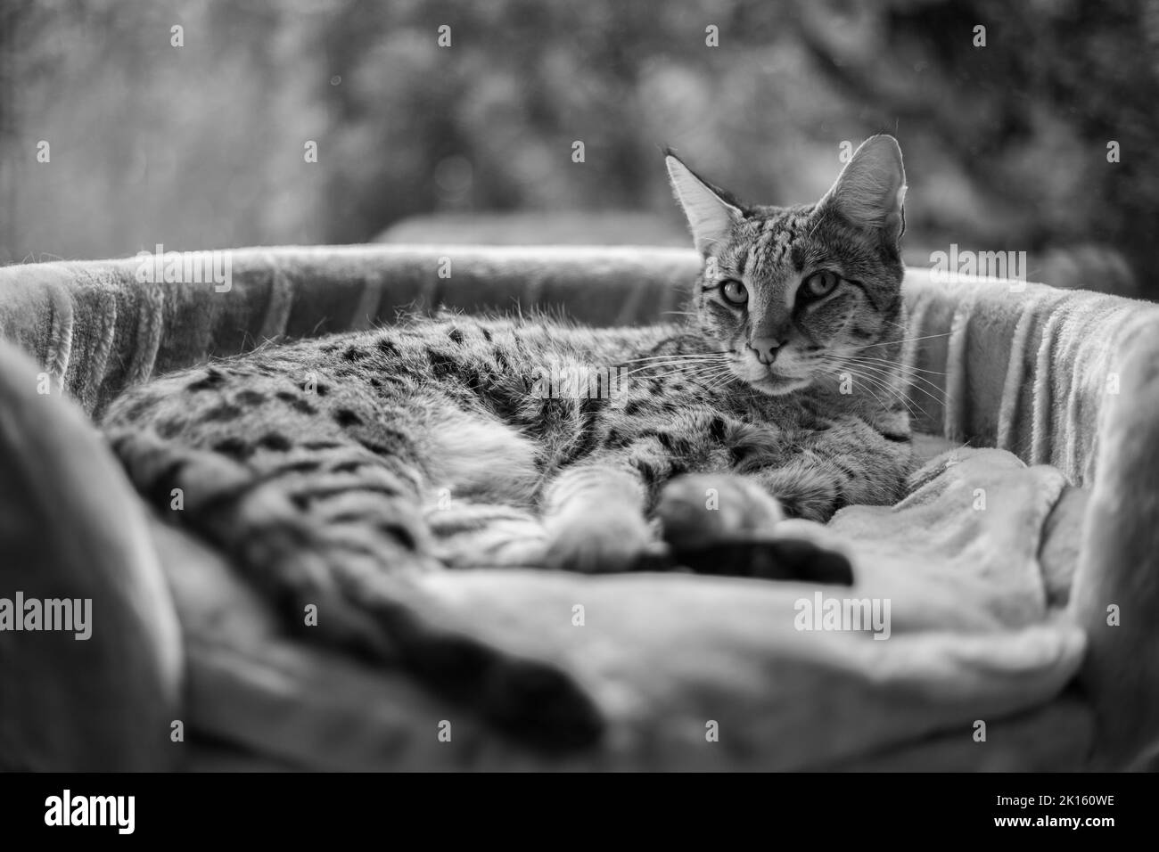 Savannah cat sits on a pedestal pillow against a background of greenery