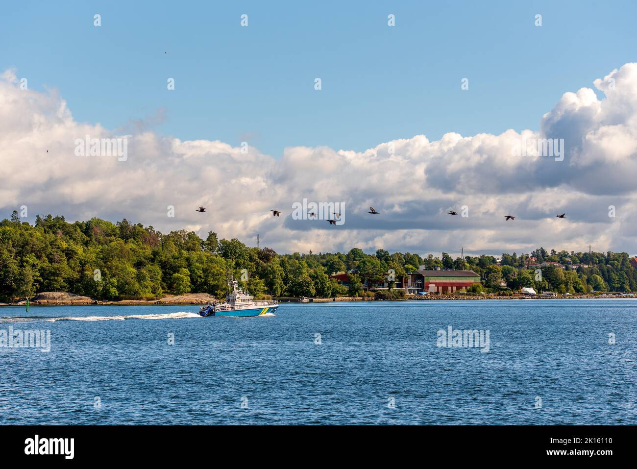 great cormorant birds flying over the water Stock Photo