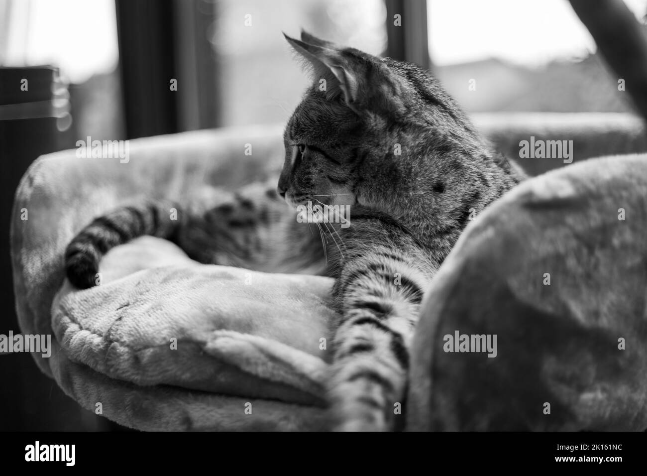 Savannah cat sits on a pedestal pillow against a background of greenery
