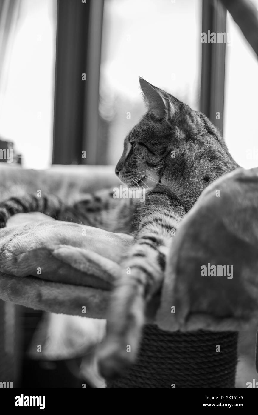 Savannah cat sits on a pedestal pillow against a background of greenery Stock Photo