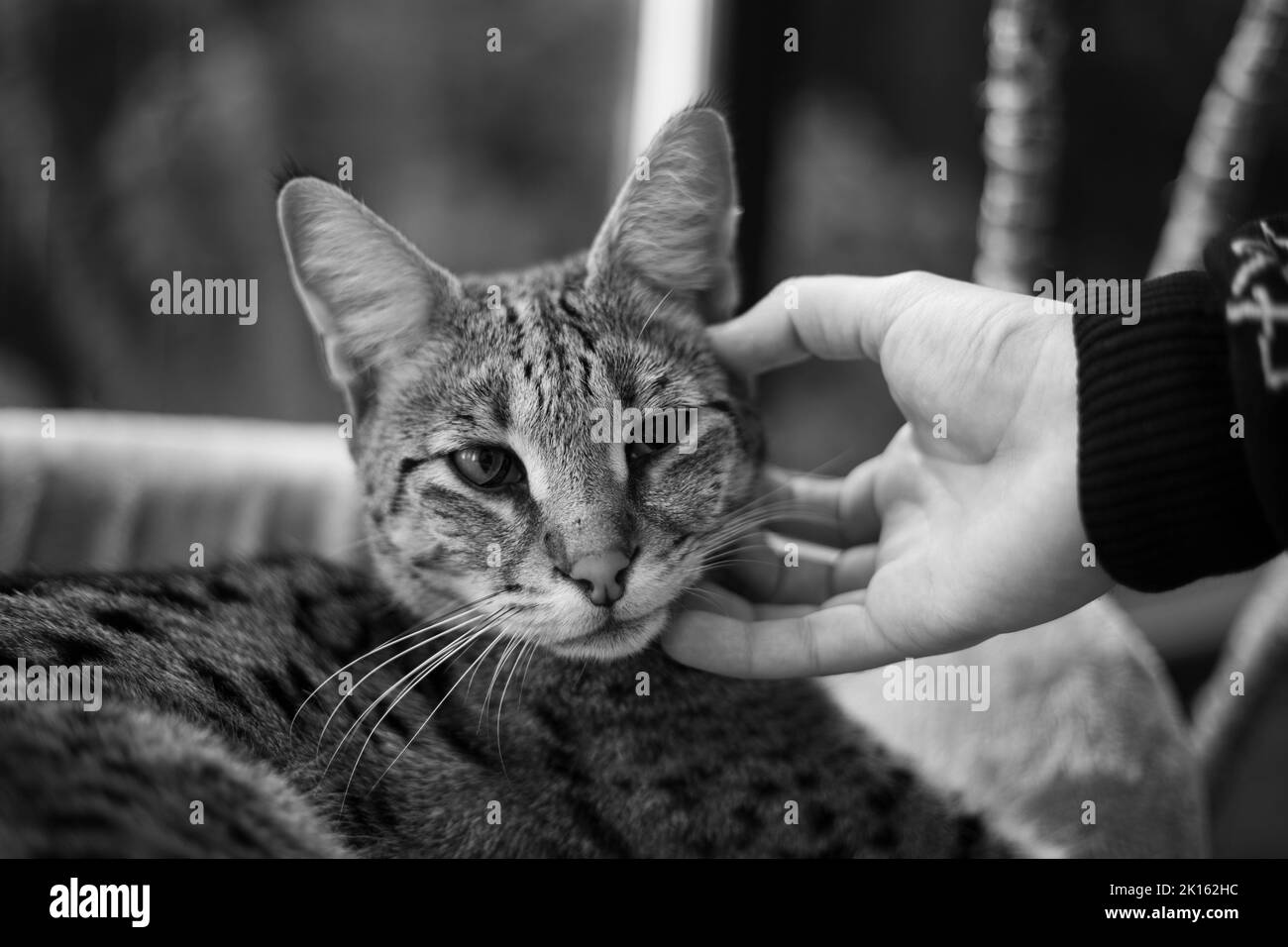 Savannah cat sits on a pedestal pillow against a background of greenery Stock Photo