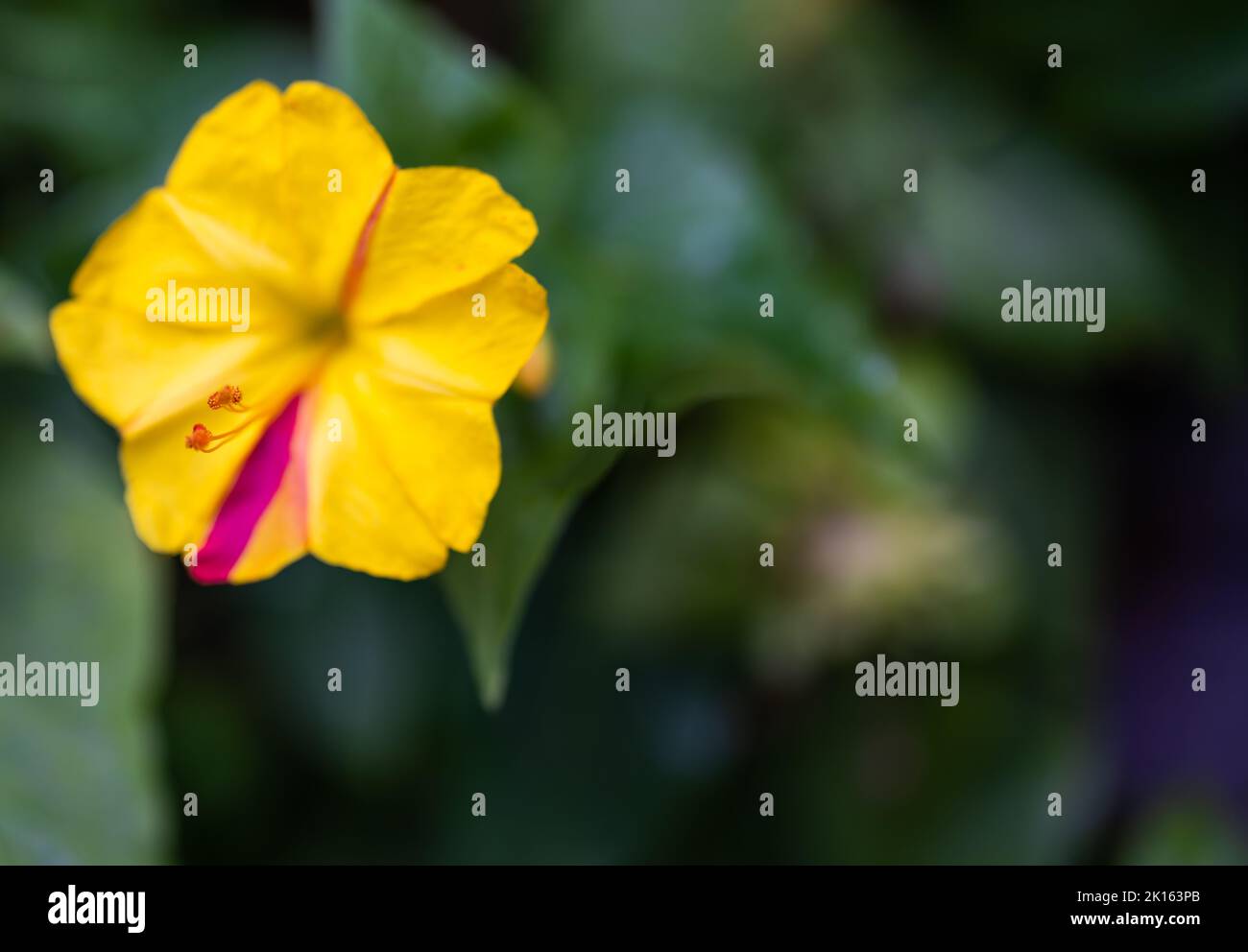 Mirabilis jalapa, the marvel of Peru or four o'clock flower, Jalapa (or