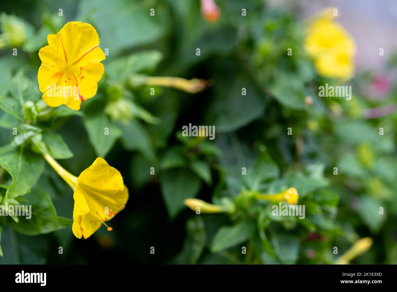 Mirabilis jalapa, the marvel of Peru or four o'clock flower, Jalapa (or