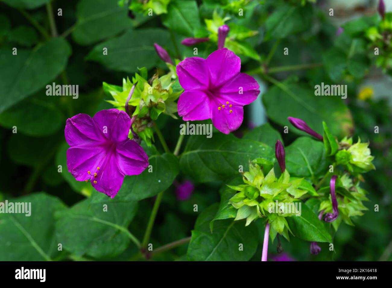 Mirabilis jalapa, the marvel of Peru or four o'clock flower, Jalapa (or