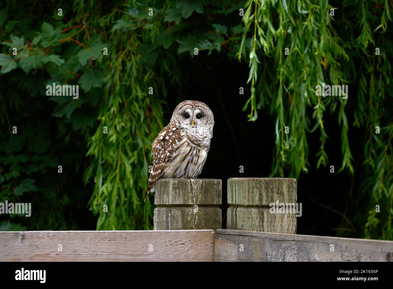 Wild Barred Owl on a Fence Post. A Barred Owl resting on top of a fence post. Stock Photo