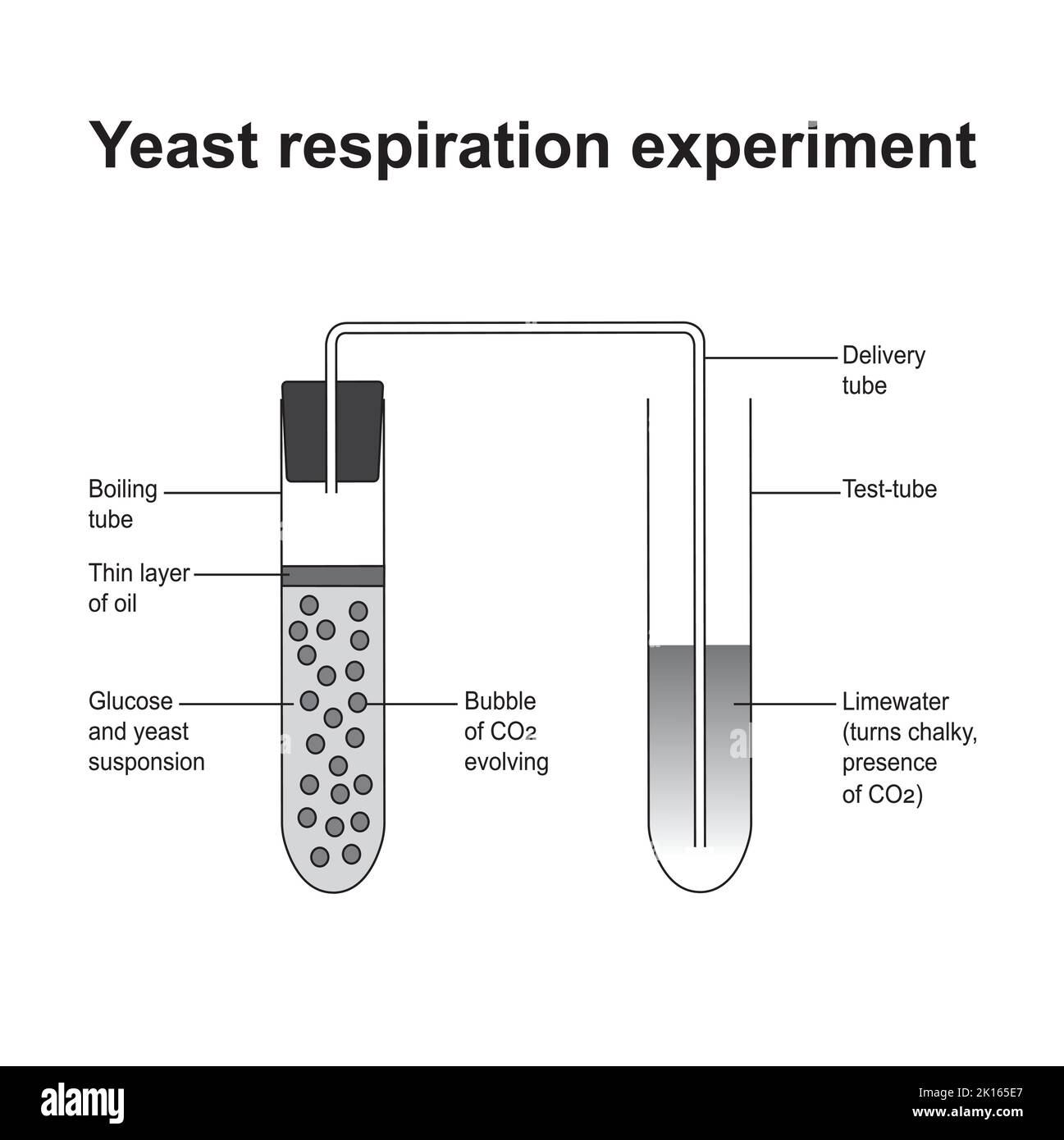 Anaerobic respiration in yeast experiment