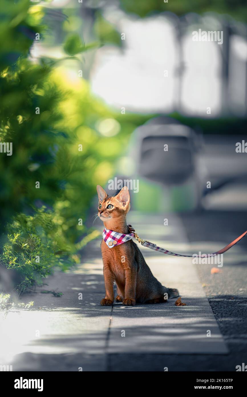 A vertical closeup shot of an orange cat on a leash on the street with sunlight Stock Photo