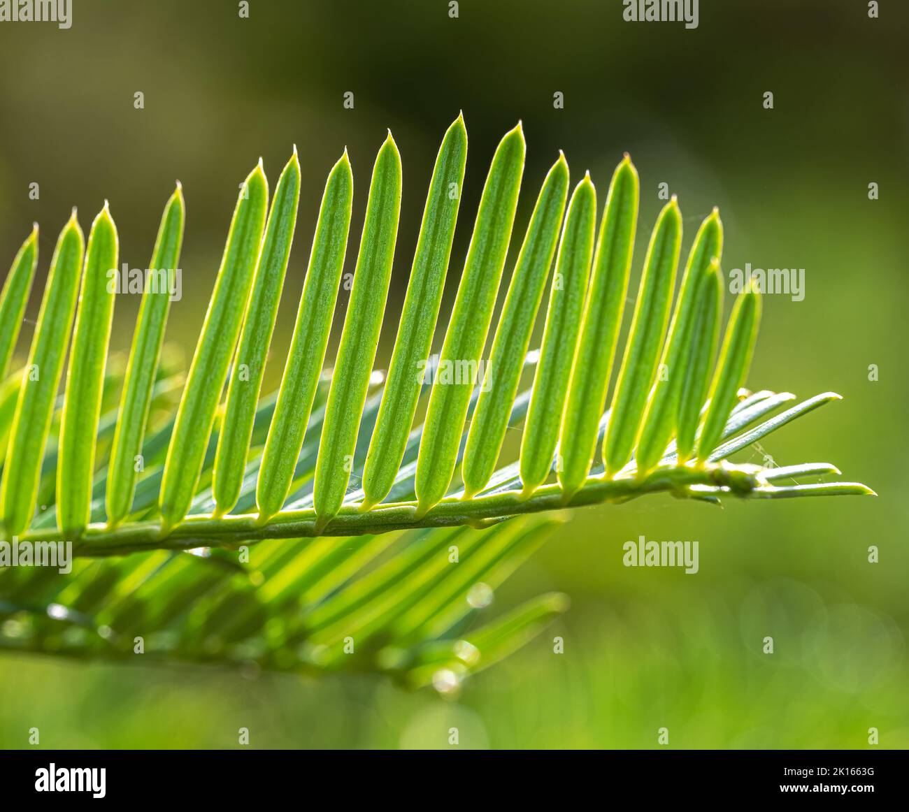 Needle Leaves of a Cephalotaxus Species Stock Photo