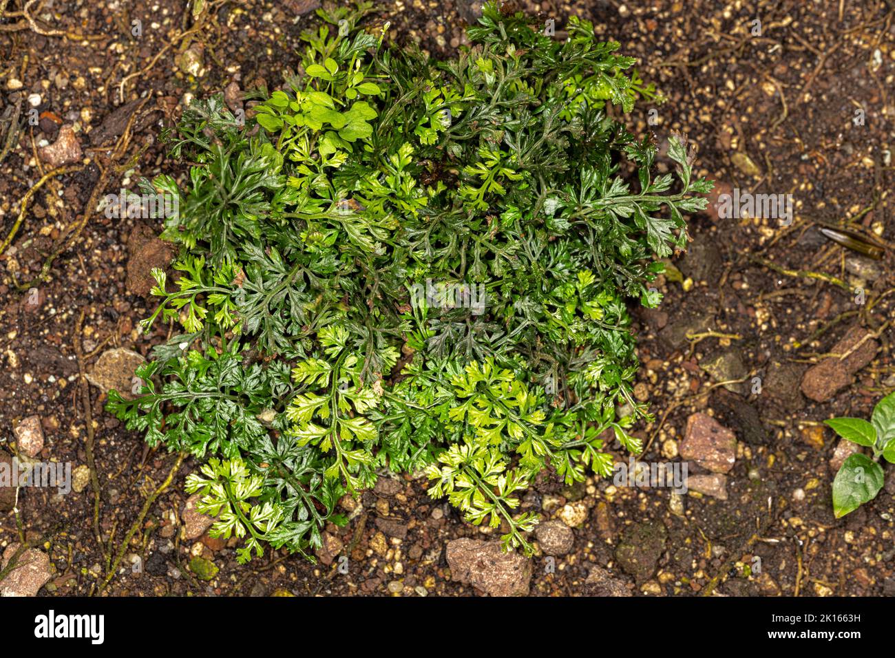 Leaves of a Fern (Bolbitis heteroclita 'Difformis') Stock Photo