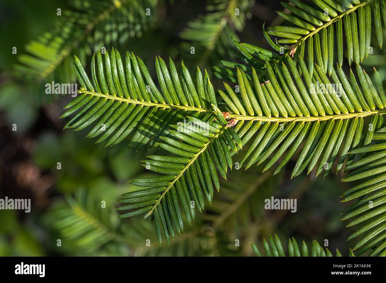 Leaves of Plum Yew (Cephalotaxus harringtonia var. nana Nakai) Stock Photo
