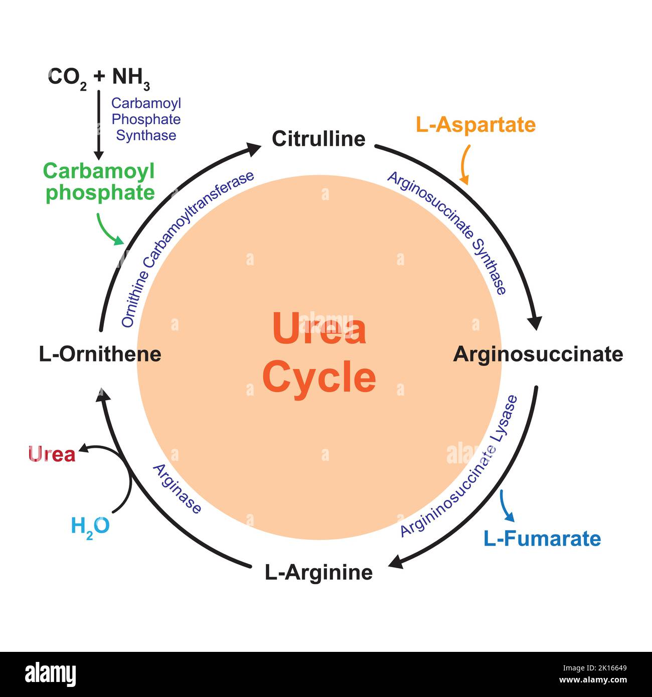 Scientific Designing Of Urea Cycle. Vector Illustration. Stock Vector