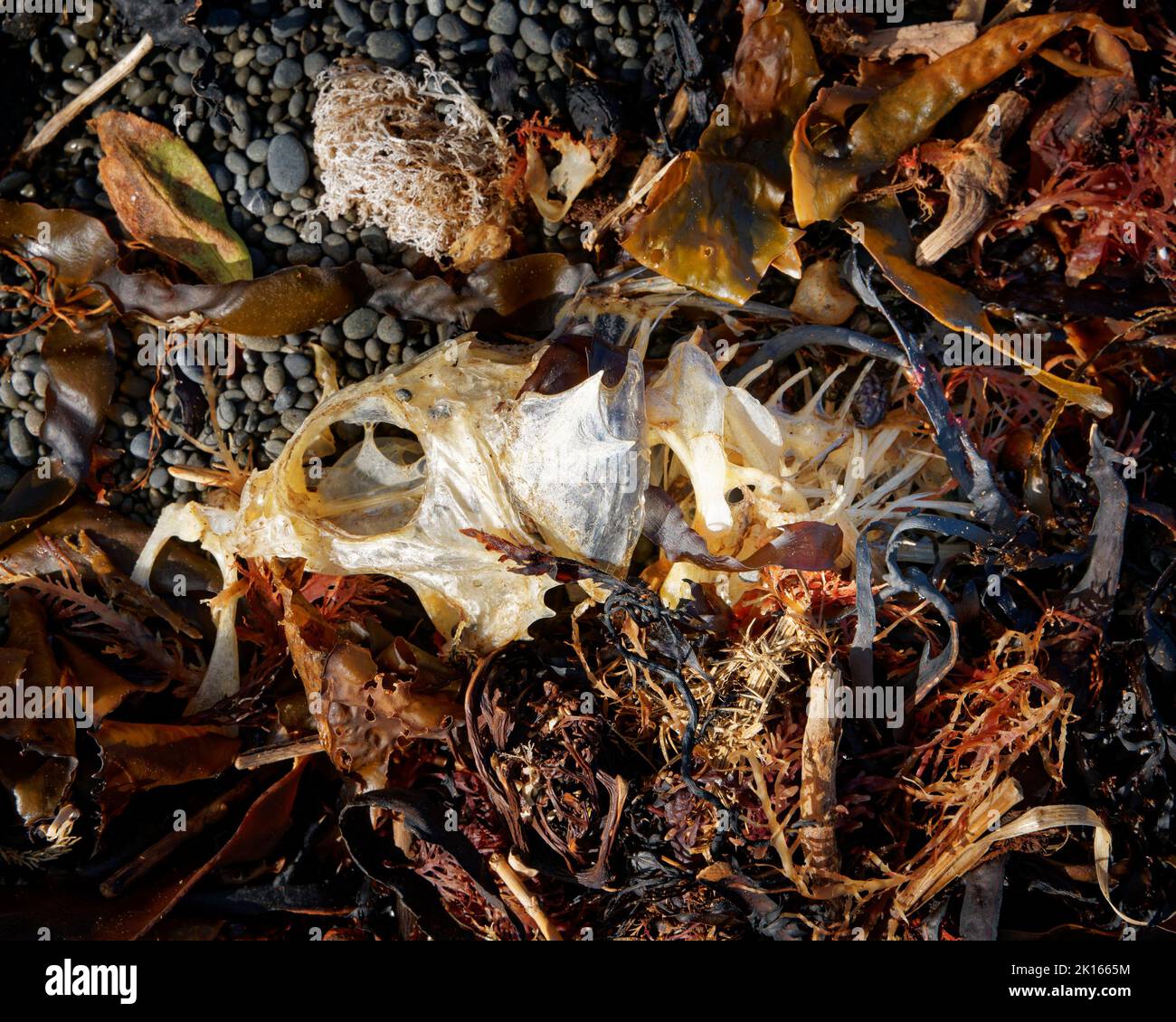 Fish bones, all that remain of a fish washed up on a beach. Kaikoura, south island, Aotearoa / New Zealand. Stock Photo