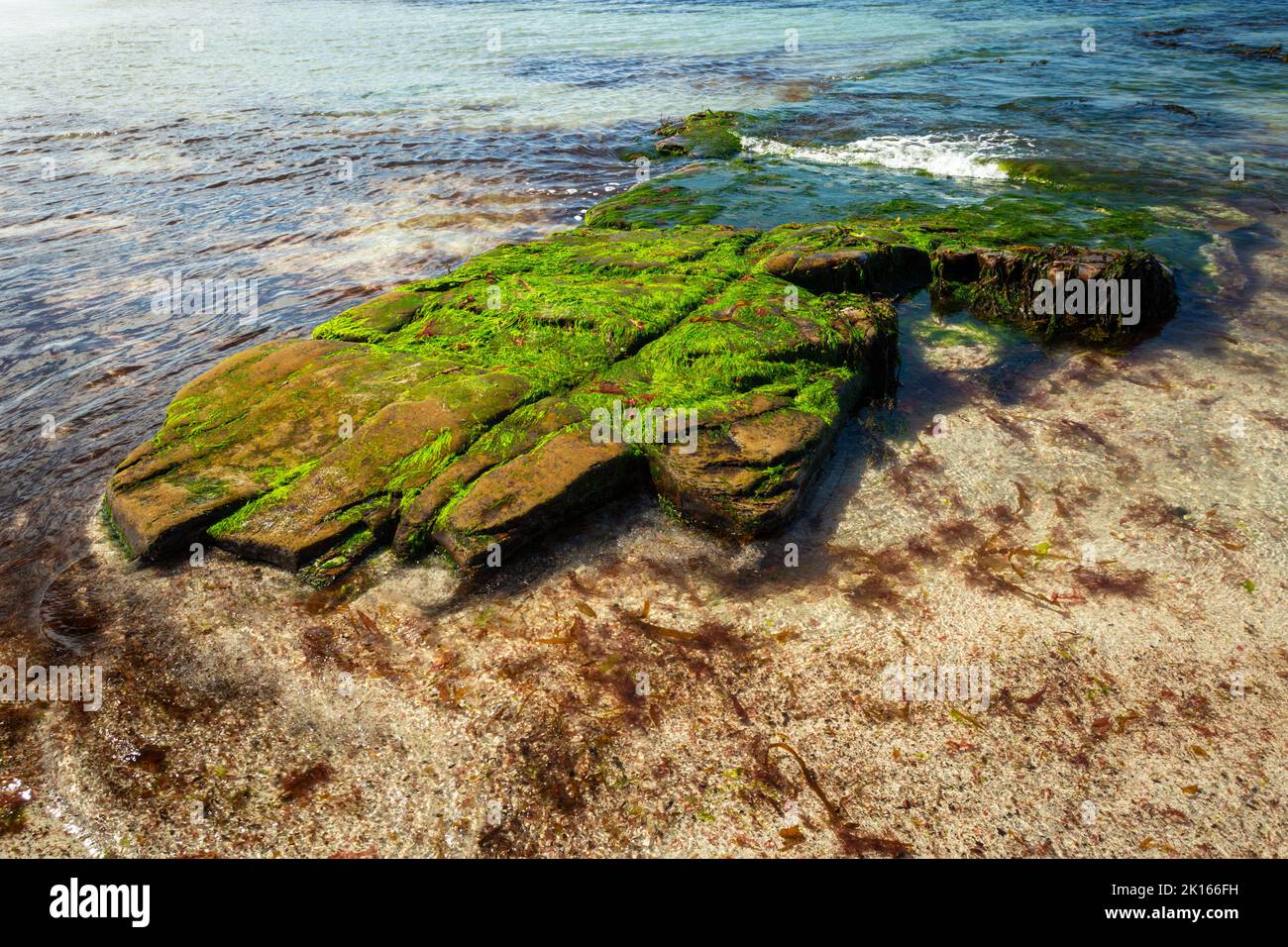 Exposed rock with seaweed growing on it, Orkney coast, UK Stock Photo