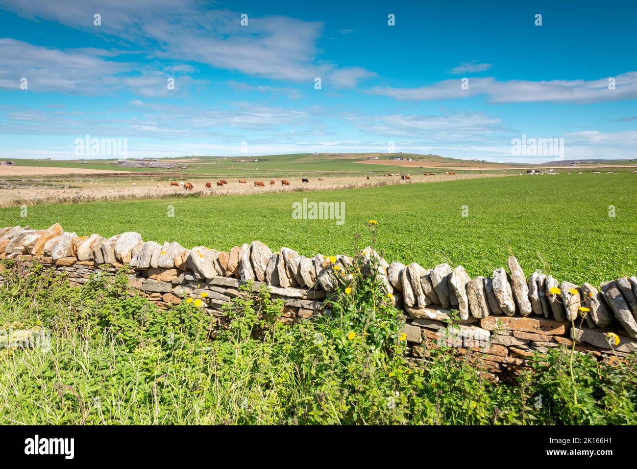 Dry stone wall, Orkney, UK on a nice summer's day, 2022 Stock Photo
