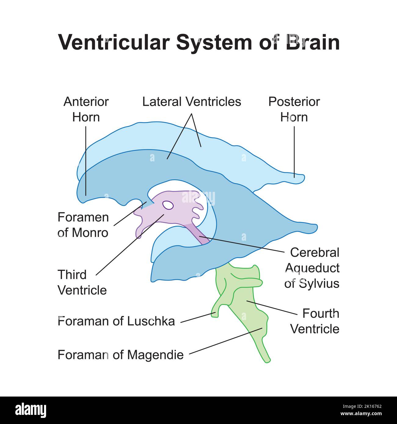 Scientific Designing of Ventricular System of Brain. Colorful Symbols. Vector Illustration. Stock Vector