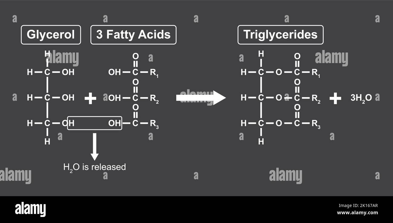Triglyceride Formation