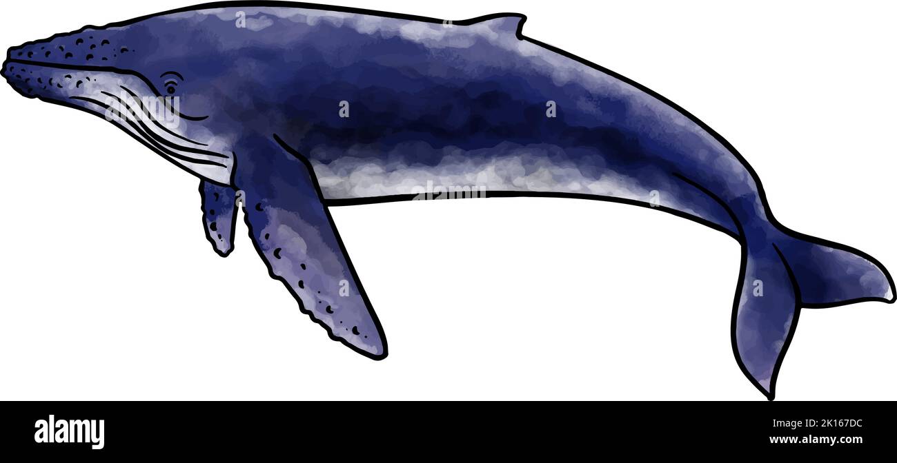 Hand drawn watercolor style humpback whale vector illustration Stock ...