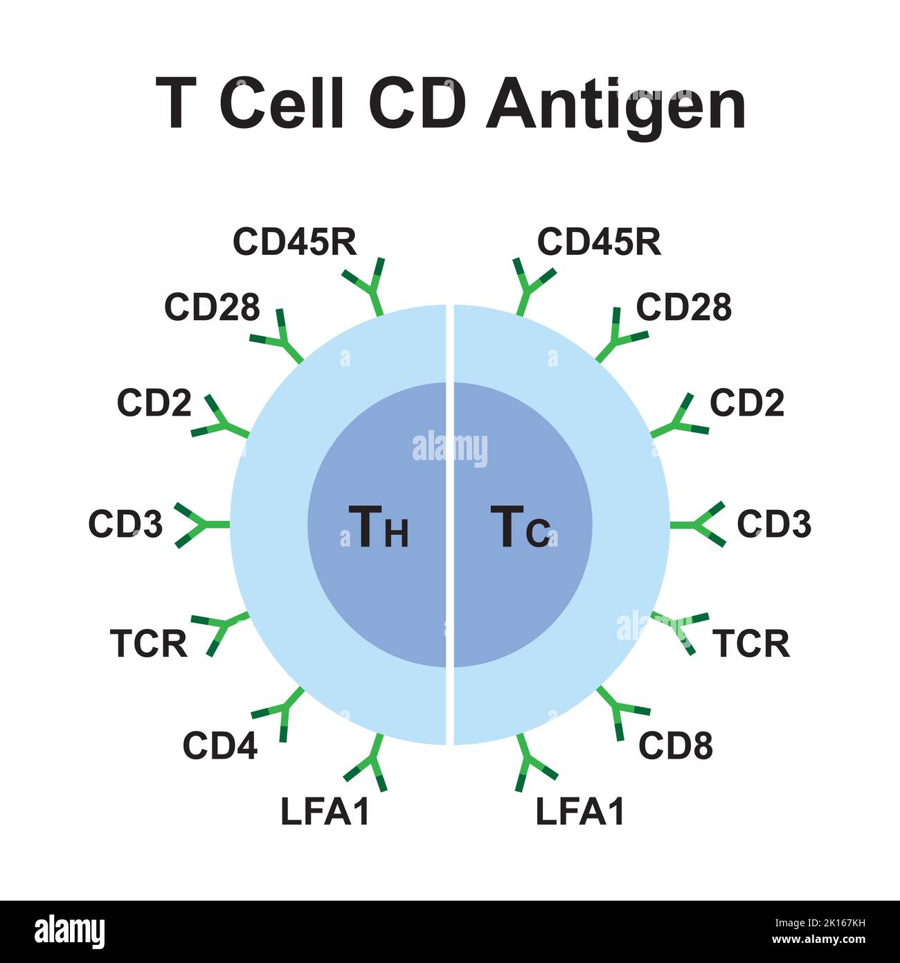 Scientific Designing of T Cell CD Antigen. Colorful Symbols. Vector Illustration. Stock Vector