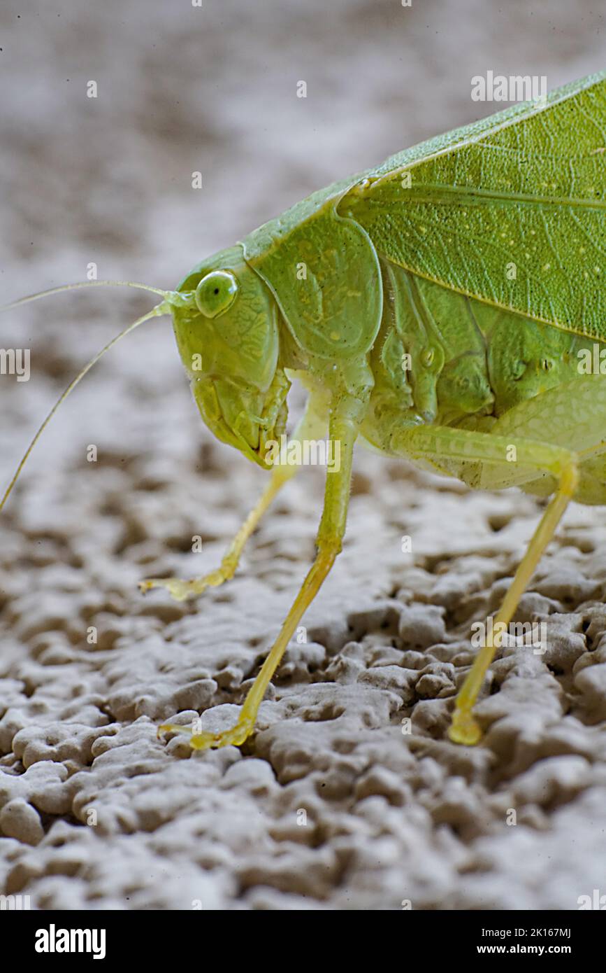 Selective focuse close up of a broad wing katydid on stucco wall. Stock Photo