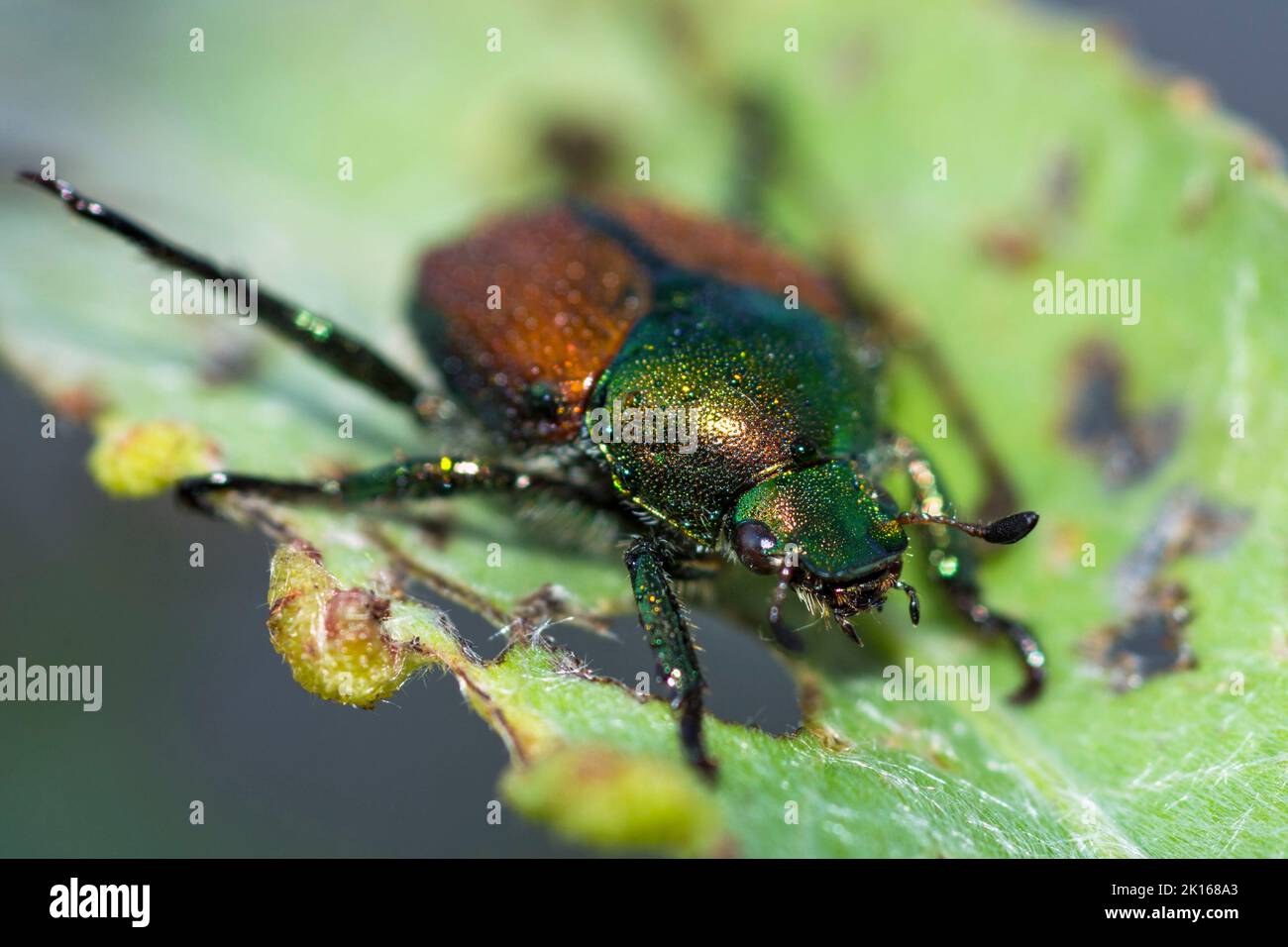 Japanese beetle (Popillia Japonica) on a leaf Stock Photo