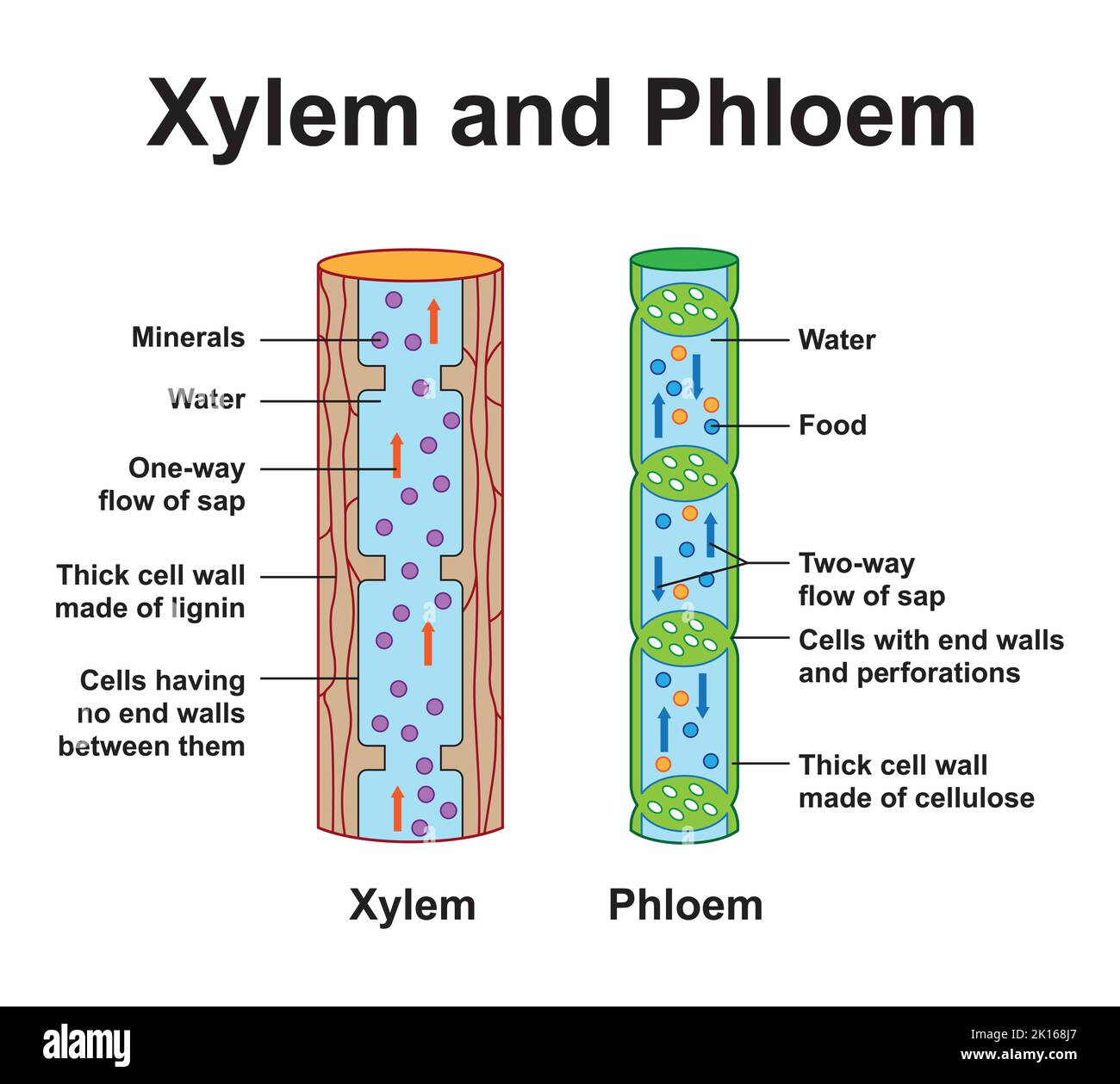 Scientific Designing Of Xylem And Phloem Scheme Labeled Water