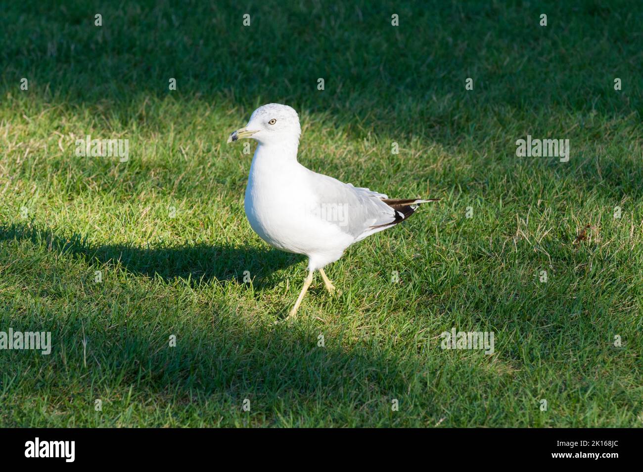 Ring-billed gull (Larus Delawarensis) on grass Stock Photo