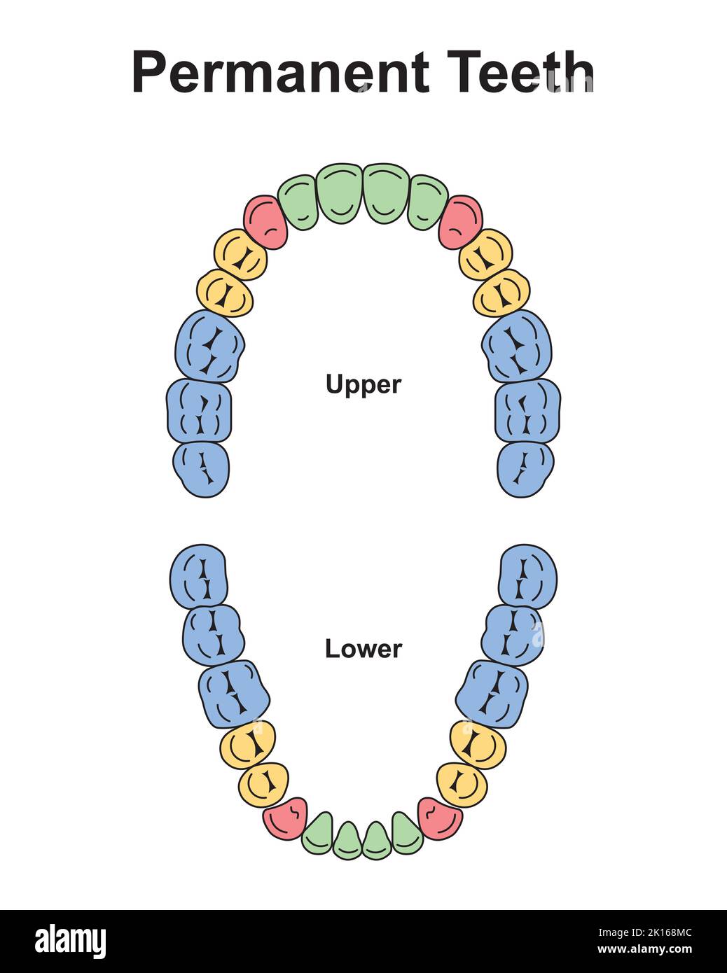 Scientific Designing of Human Permanent Teeth. Dental Jaw And Tooth