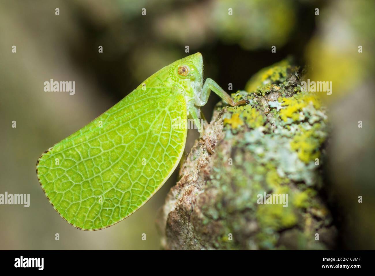 Green cone-headed planthopper (Acanalonia Conica) on tree trunk Stock Photo