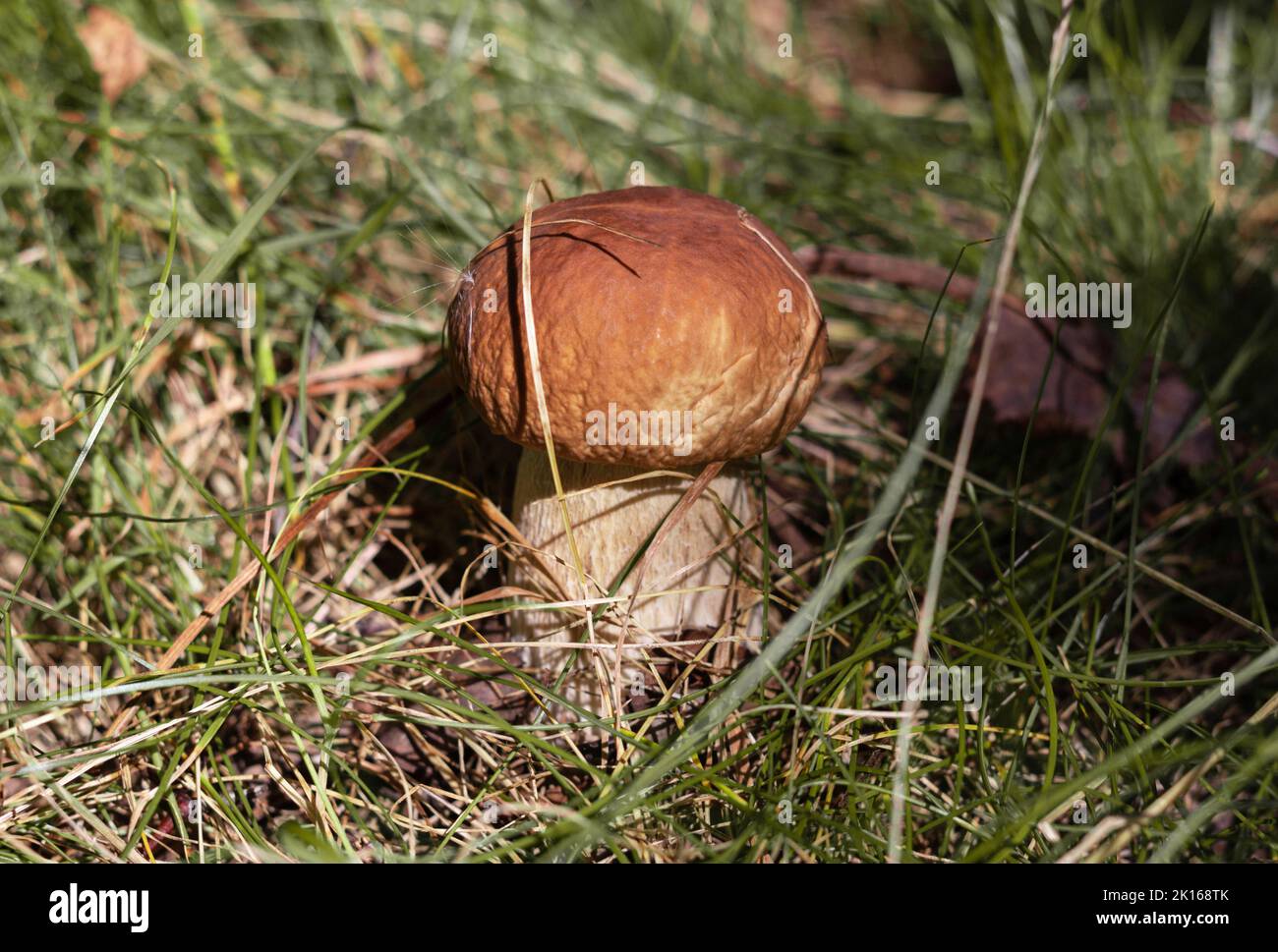 Boletus edulis with grass. Penny bun, ceps, porcini. Edible delicious