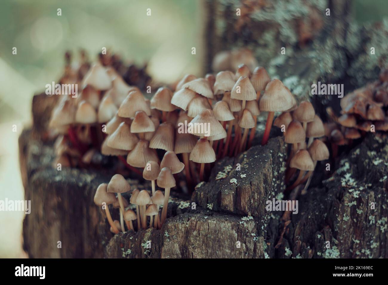 Mycena inclinata mushroom on old stump. Group of brown small mushrooms on a tree. Inedible mushroom mycena. Selective focus. Stock Photo