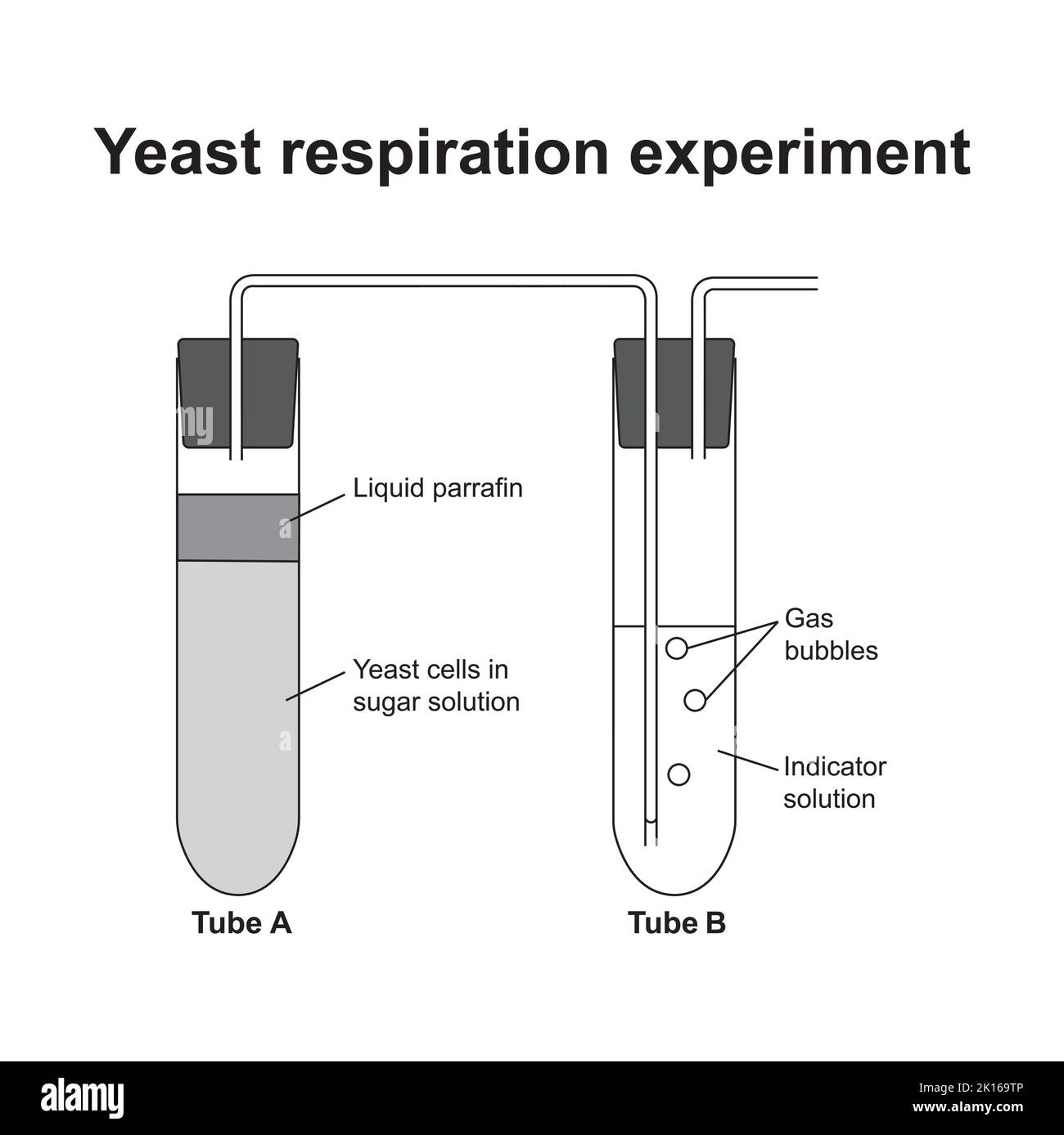 Yeast Respiration Experiment. Vector Illustration Stock Vector Image