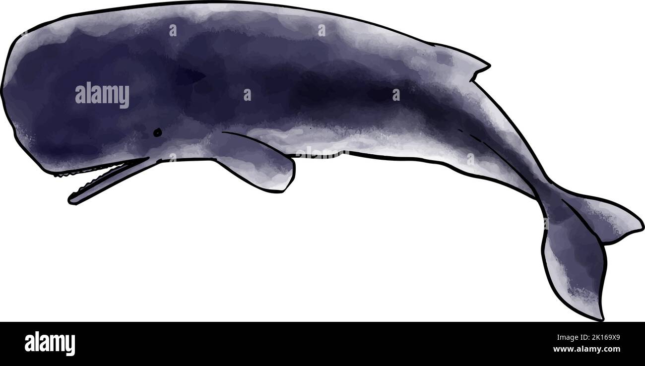 Hand drawn watercolor sperm style whale vector illustration Stock ...