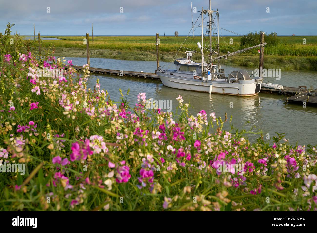 Scotch Pond Spring Flowers Steveston. Garry Point spring flowers frame a gillnetter tied to the dock. Steveston, British Columbia, Canada. Stock Photo
