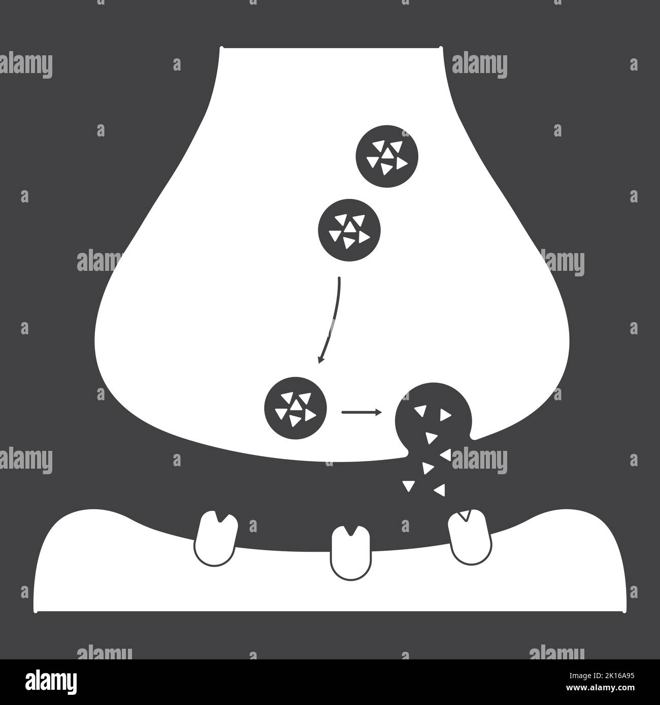 Scientific Designing of Synapse Structure. The Synaptic Transmission. Isolated on Black Background. Vector Illustration. Stock Vector