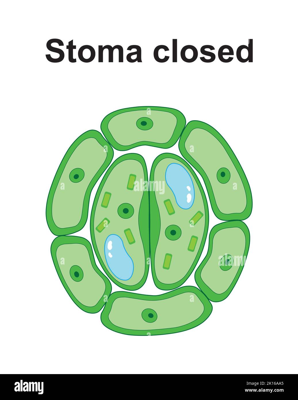 Stomata Open And Close Microscope