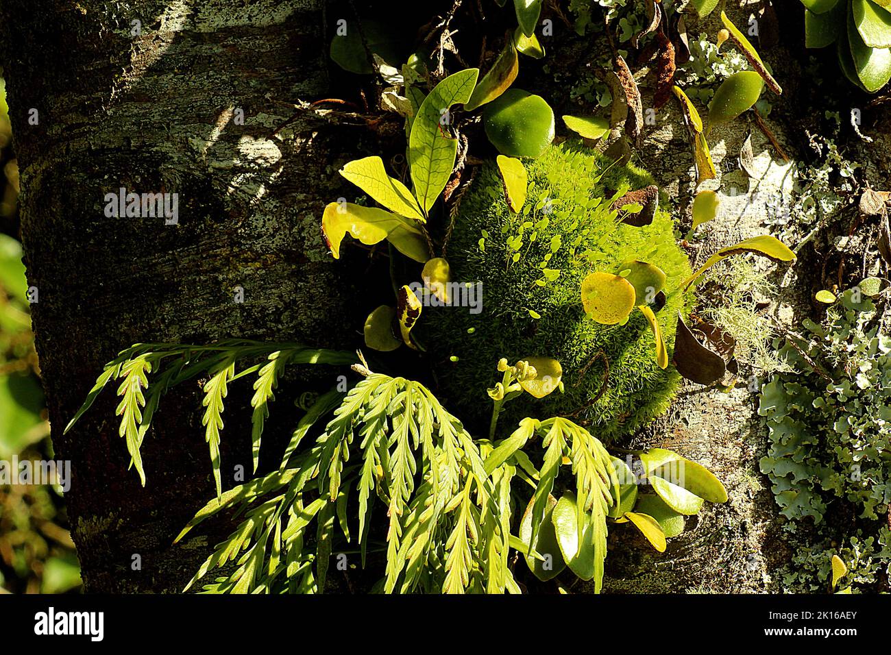 Epiphytic moss and ferns on kahikatea tree trunk Stock Photo