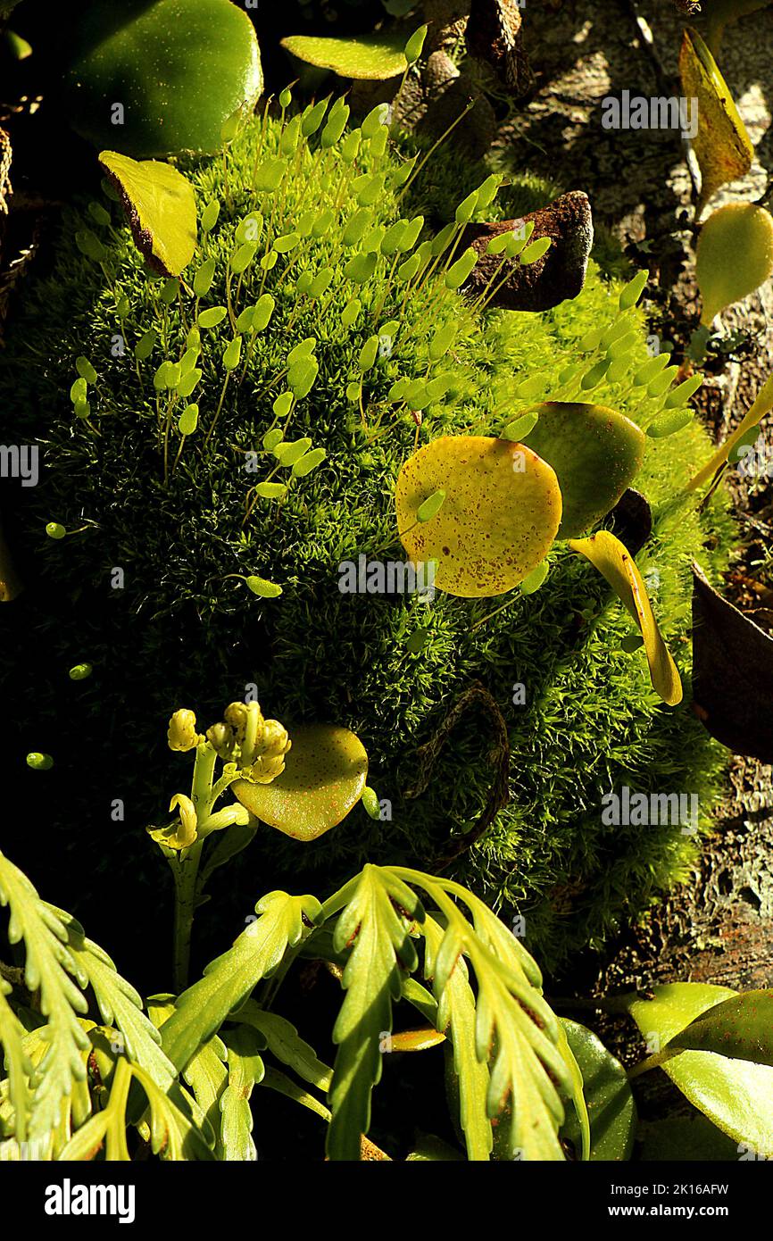 Epiphytic moss and ferns on kahikatea tree trunk Stock Photo