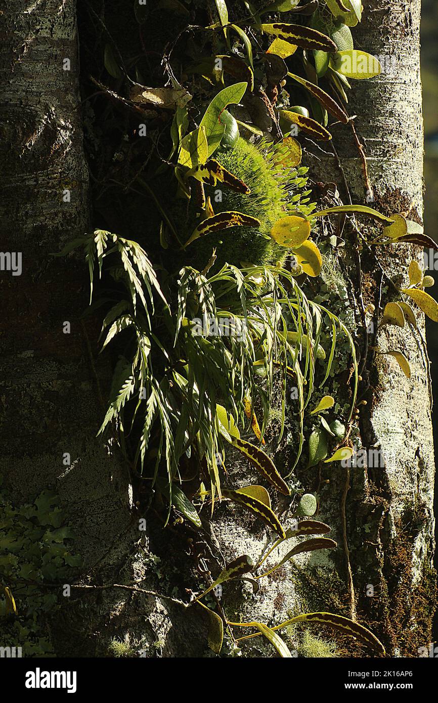 Epiphytic moss and ferns on kahikatea tree trunk Stock Photo