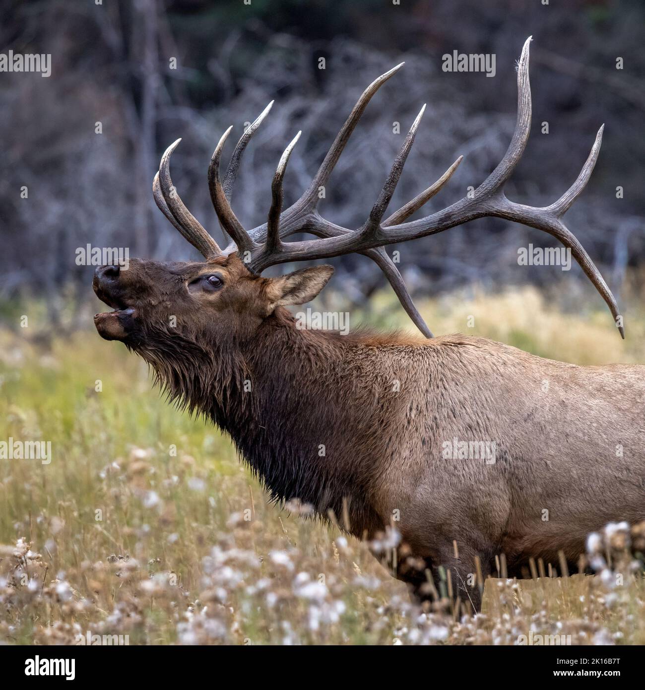 Bull elk (cervus canadensis) bugling during the fall rut breeding