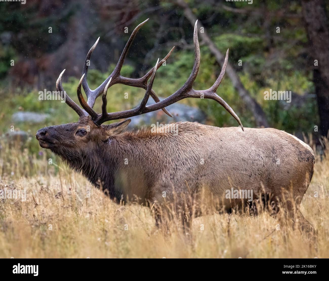 Bull elk (cervus canadensis) walking through tall grass on rainy ...