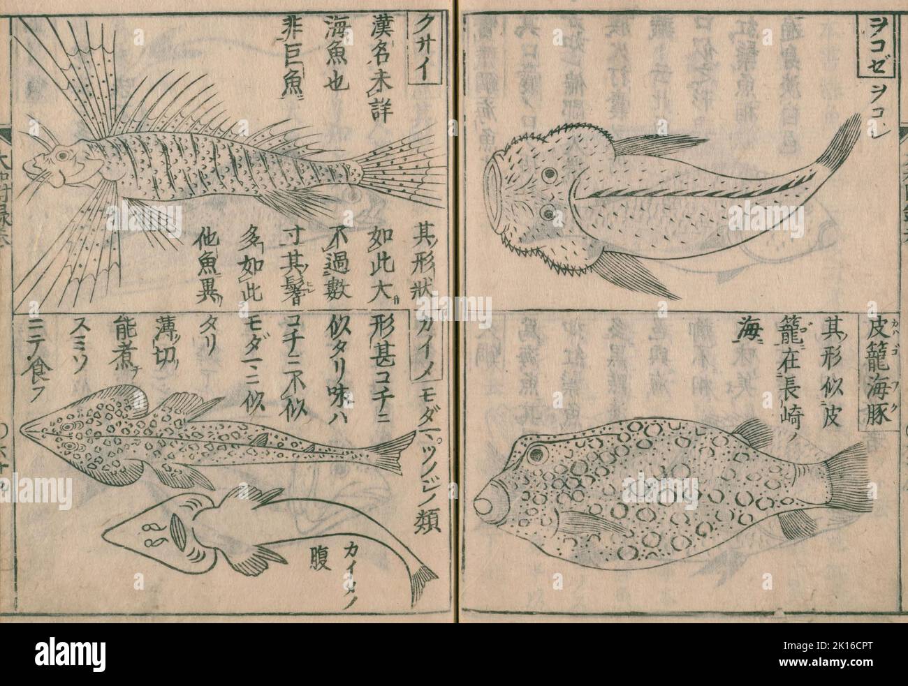 Inside page of 'Yamato honzō', editor Kaibara Atsunobu (known as Kaibara Ekiken or Ekken), (1630 - 1714), published in 1709 - 1715 Stock Photo